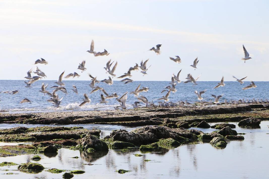 Marmara'da korkutan görüntü: Deniz 25 metre çekildi! Deprem habercisi mi? Uzmanı yanıtladı 18